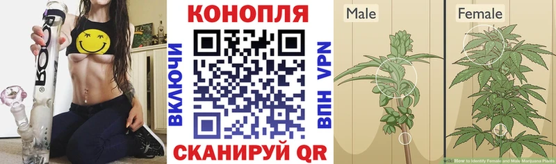 Шишки марихуана семена  Барыш 